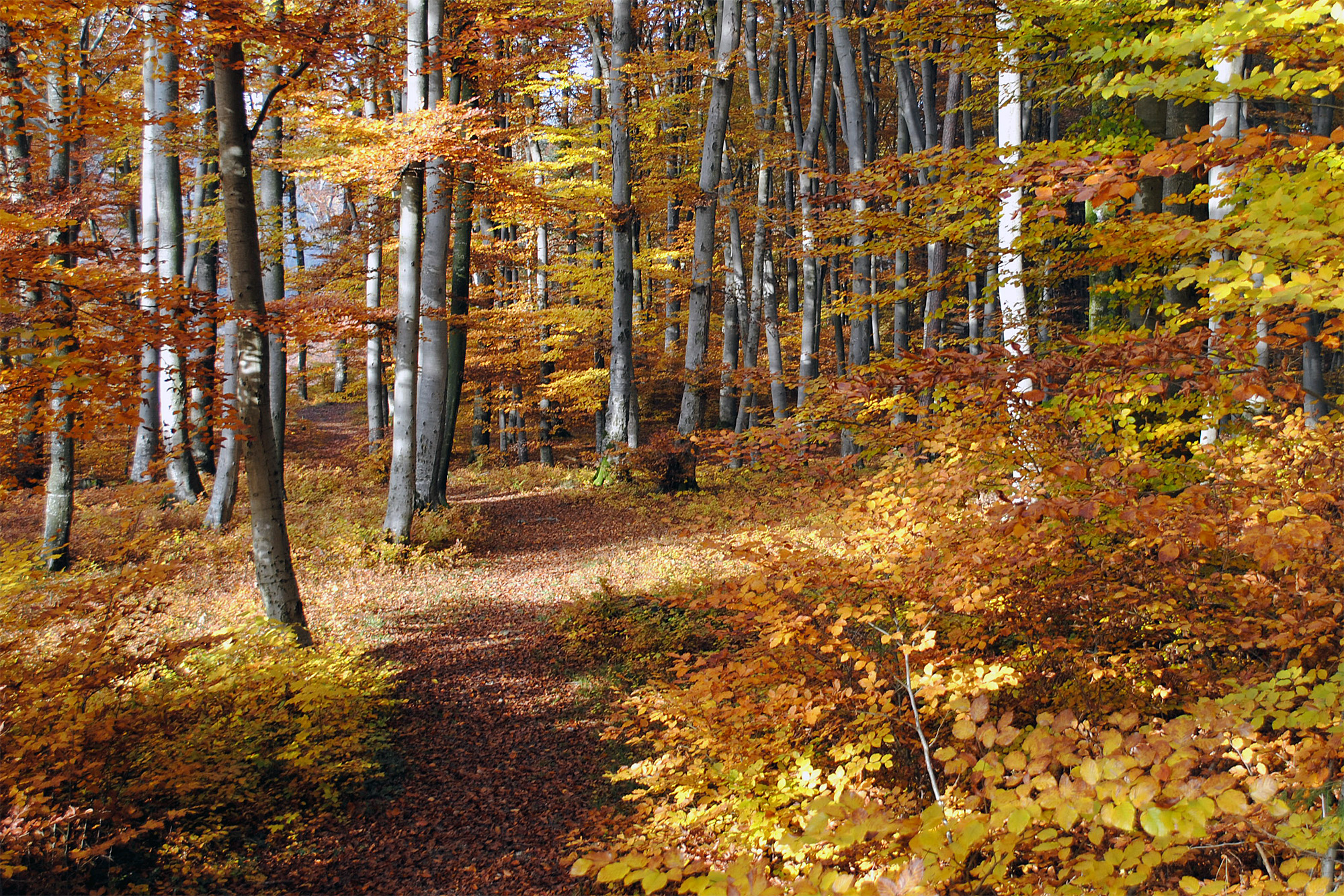 Herbstzeit In Burghausen